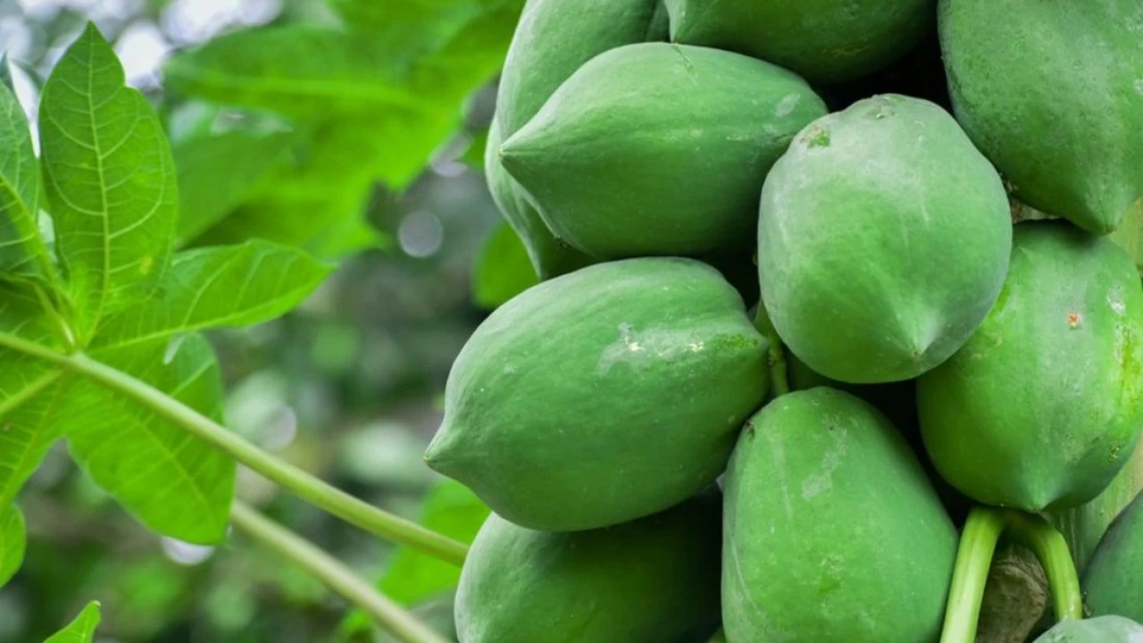কাঁচা পেঁপে খেলে মিলবে যে ৫ উপকার