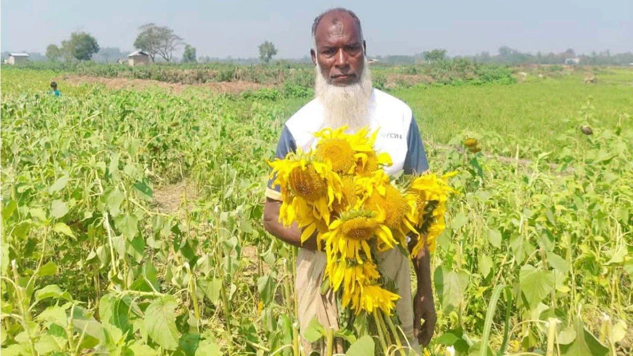 সাতকানিয়ায় রাতের আঁধারে সূর্যমুখী ফুলের বাগান কেটে...