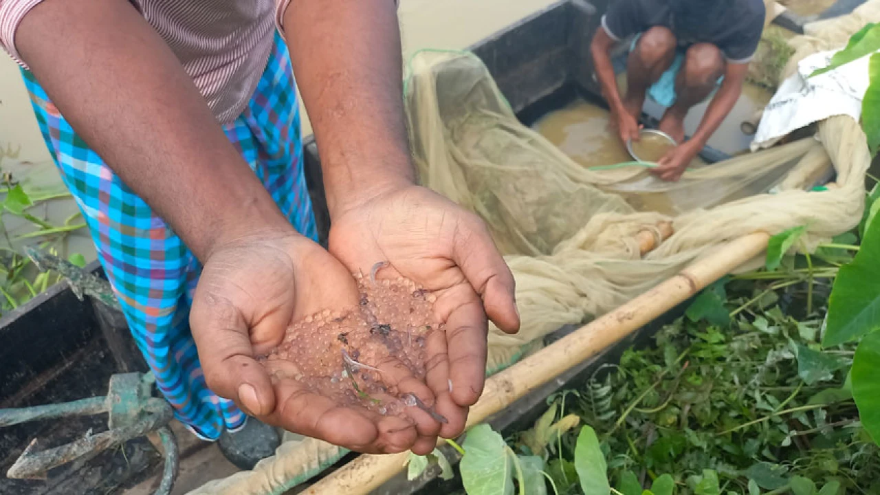 হালদায় ডিম ছেড়েছে মা মাছ...